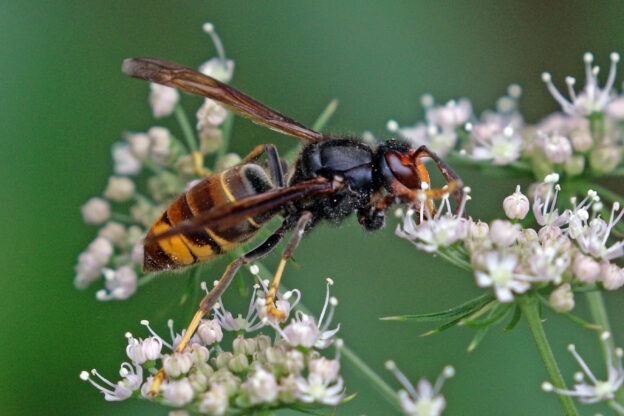 Asiatische Hornisse (Vespa velutina)